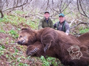 Alaszka - kodiak medve