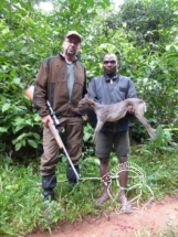 Kamerun bongó és szitatunga vadászat