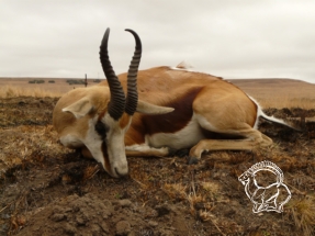 Dél-Afrika antilop vadászat