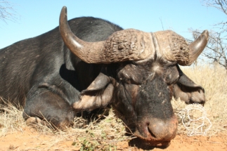 Dél-afrikai Köztársaság - kafferbivaly vadászat