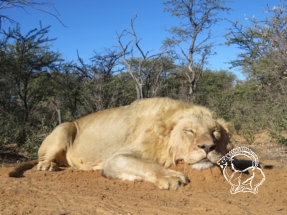Dél-Afrika oroszlán vadászat
