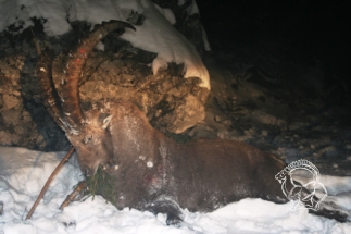 Alpesi kőszáli kecske vadászat