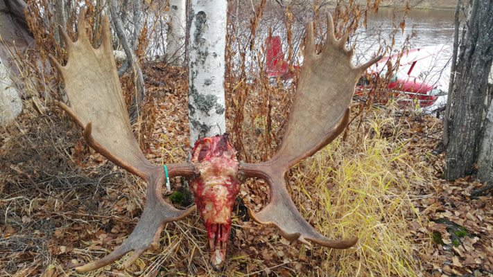 Alaszka jávorszarvas vadászat