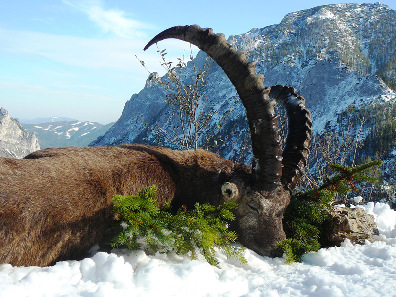 Alpesi kőszáli kecske vadászat