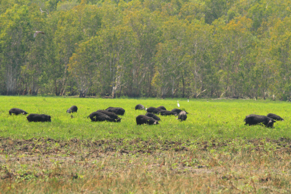 Ausztrália vaddisznó vadászat