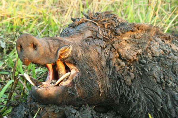 Ausztrália - vaddisznó vadászat