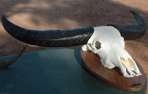 Ausztrália vízibivaly vadászat