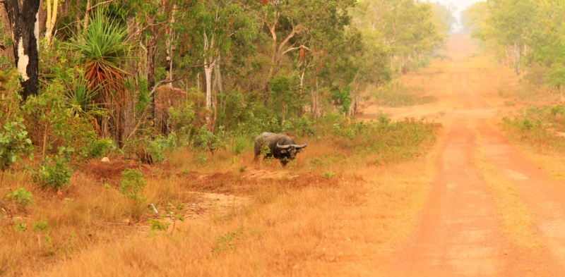 Ausztrália vadászat