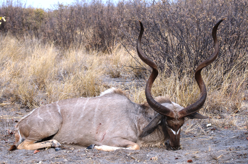 antilop vadászat Botswana