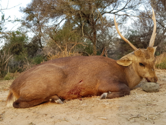 Dél-Afrika antilop vadászat