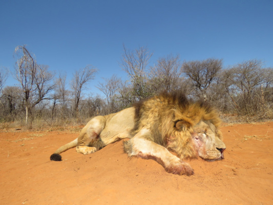 Dél-Afrika oroszlán vadászat