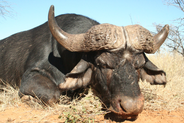 Dél-afrikai Köztársaság - kafferbivaly vadászat