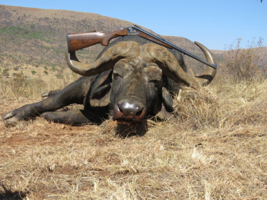 Dél-afrikai Köztársaság - kafferbivaly vadászat