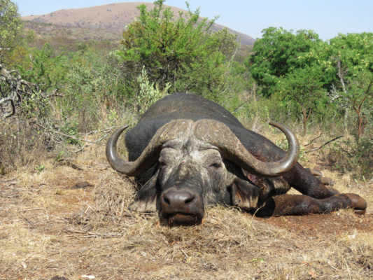 Dél-afrikai Köztársaság - kafferbivaly vadászat