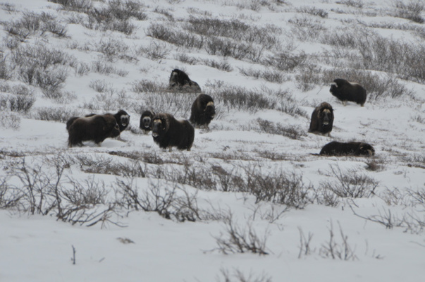 Grönland pézsmatulok vadászat