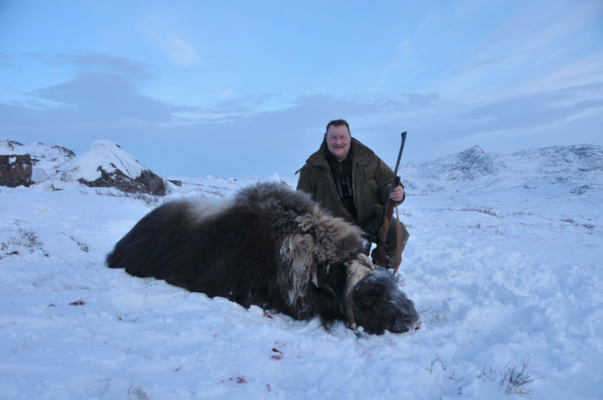 Grönland pézsmatulok vadászat