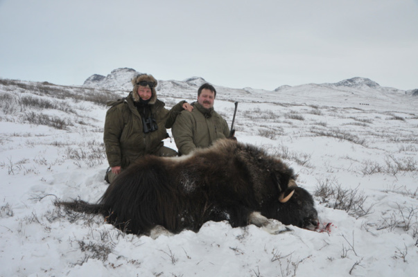 Grönland pézsmatulok vadászat
