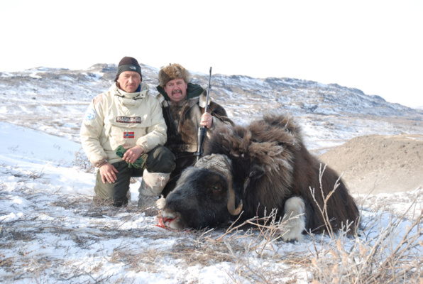 Grönland pézsmatulok vadászat