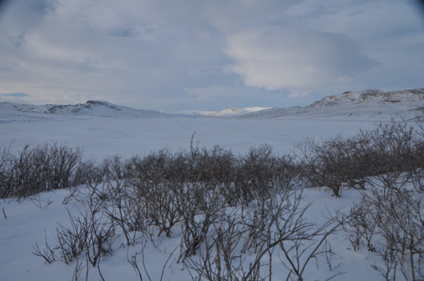 Grönland pézsmatulok vadászat