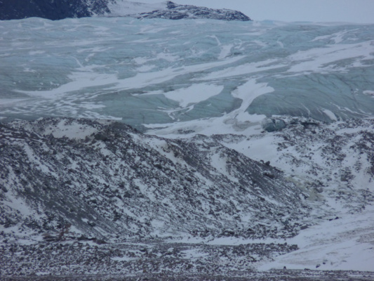 Grönland pézsmatulok vadászat