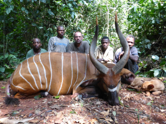 Kamerun bongó és szitatunga vadászat