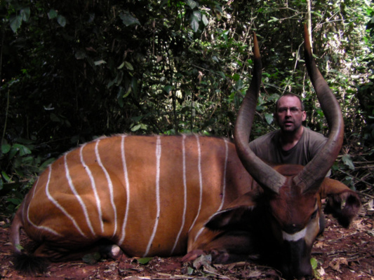 Kamerun bongó és szitatunga vadászat