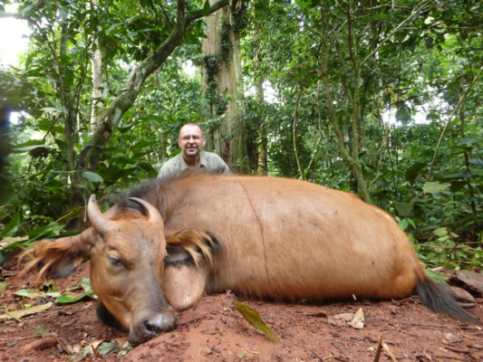Kamerun bongó és szitatunga vadászat