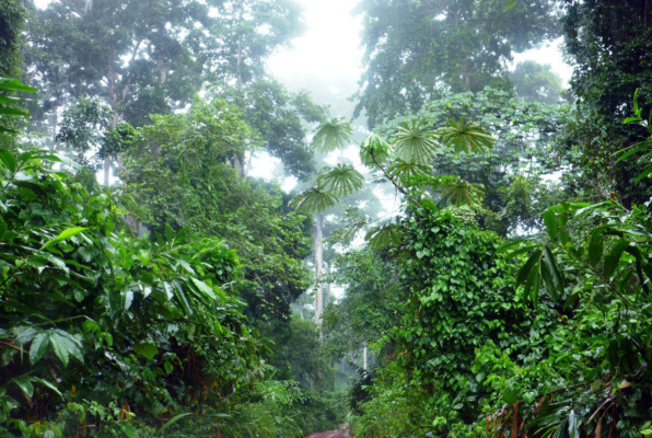 Kamerun vadászat