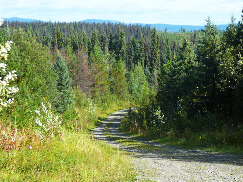 Vadászutak