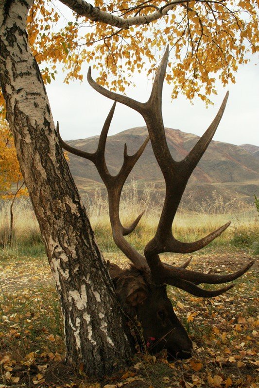 Kazahsztán vadászat