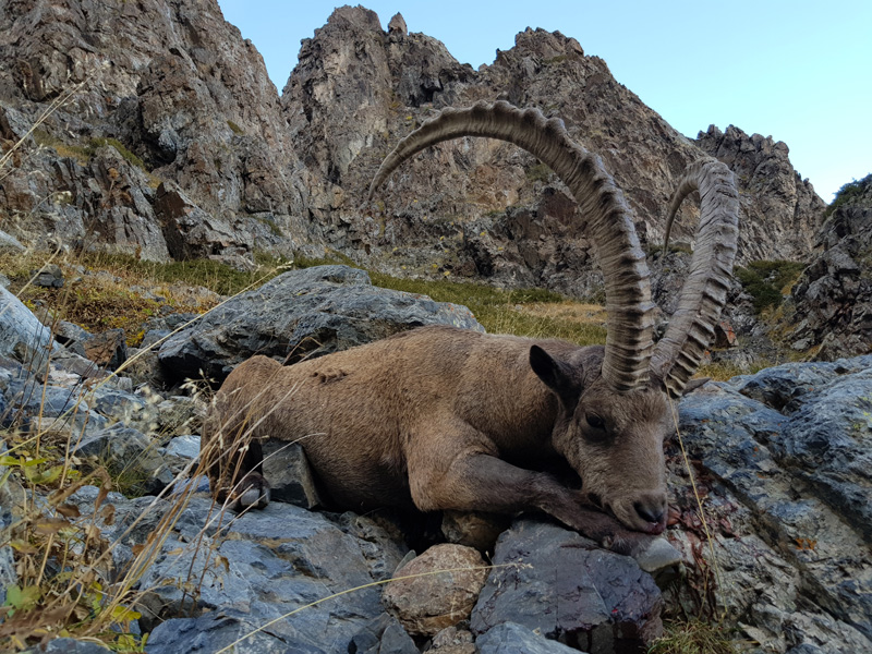 Kazahsztán vadászat