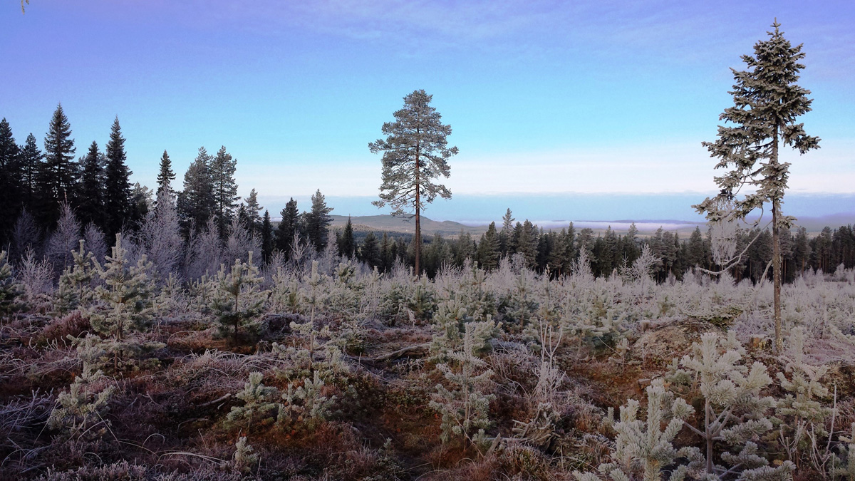 Svédország vadászat
