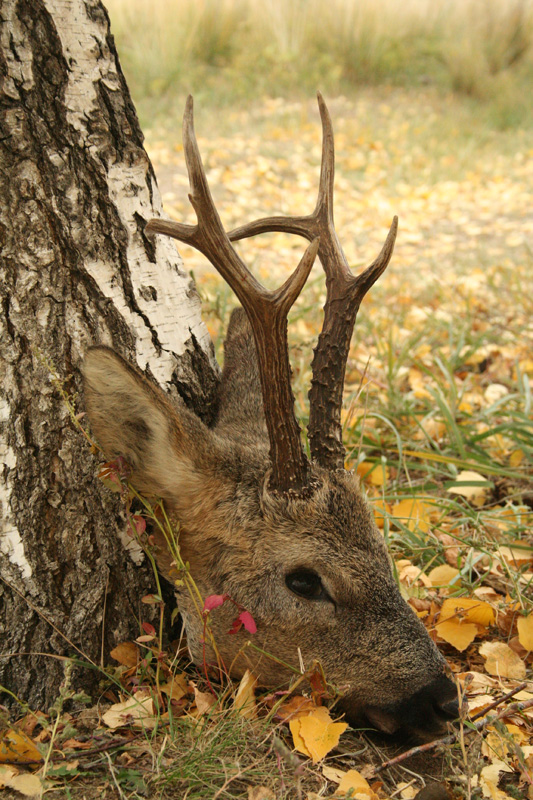 Kazahsztán vadászat