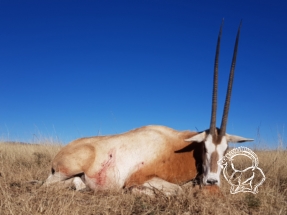 Dél-Afrika antilop vadászat