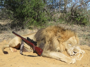 Dél-Afrika oroszlán vadászat