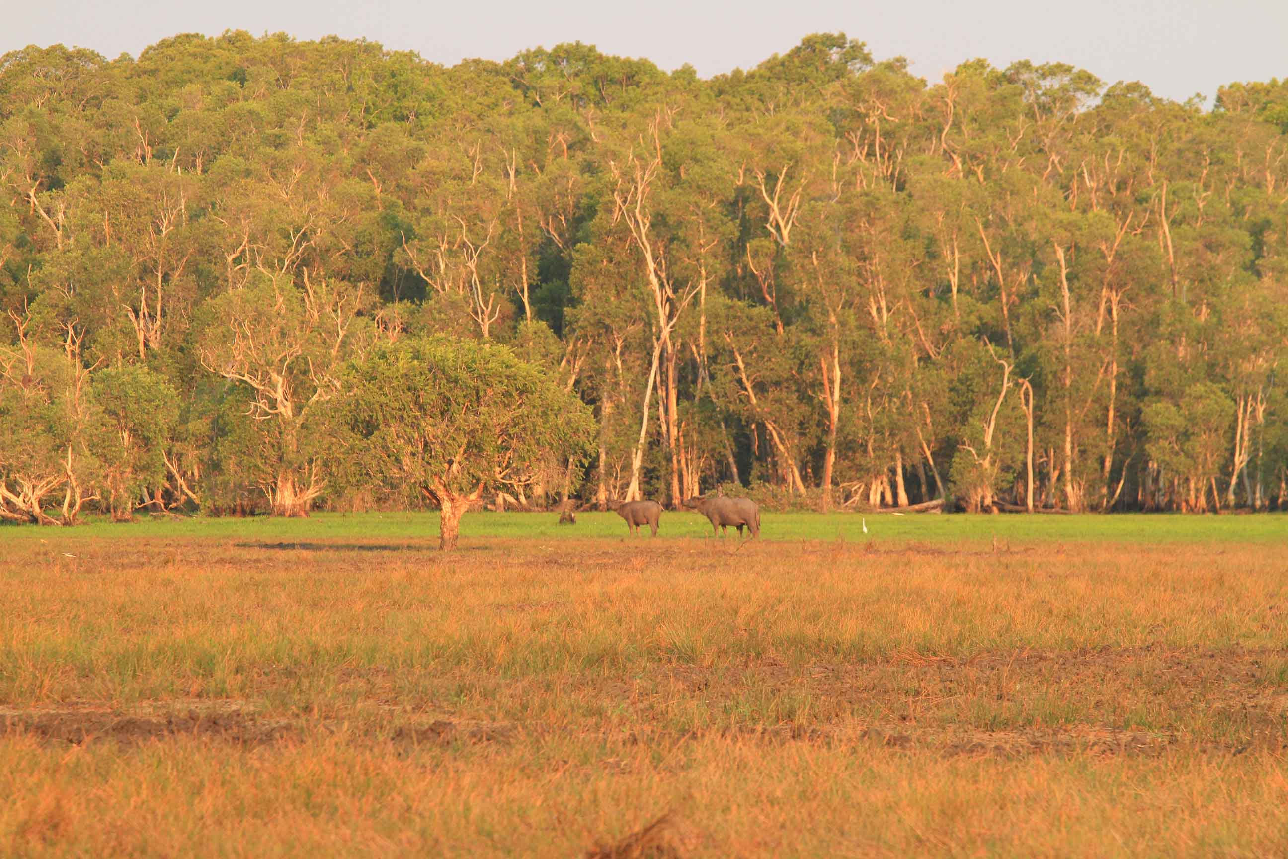 Ausztrália vadászat videó