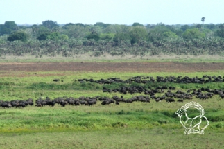 Mozambik kafferbivaly vadászat