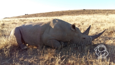 Dél-afrikai Köztársaság - green rhino vadászat