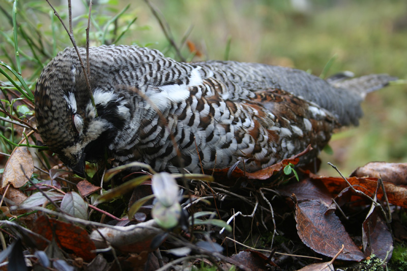 Svédország vadászat, fajdfélék