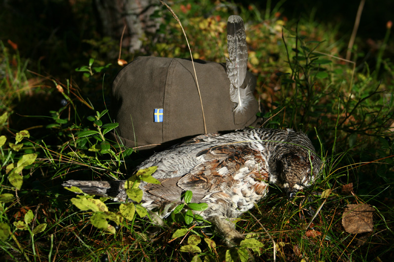 Svédország vadászat, fajdfélék