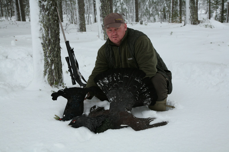 Svédország vadászat, fajdfélék