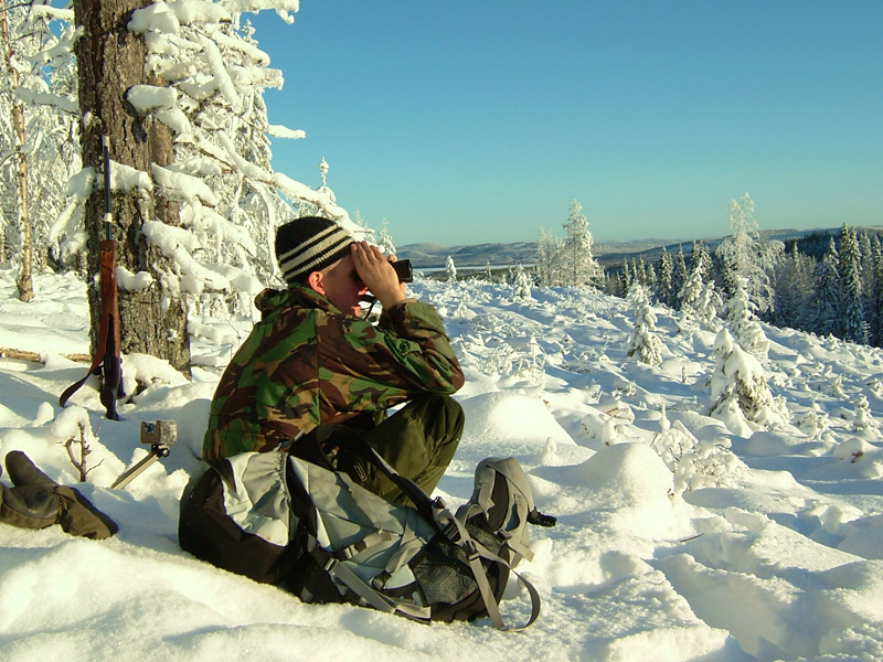 Svédország vadászat, fajdfélék