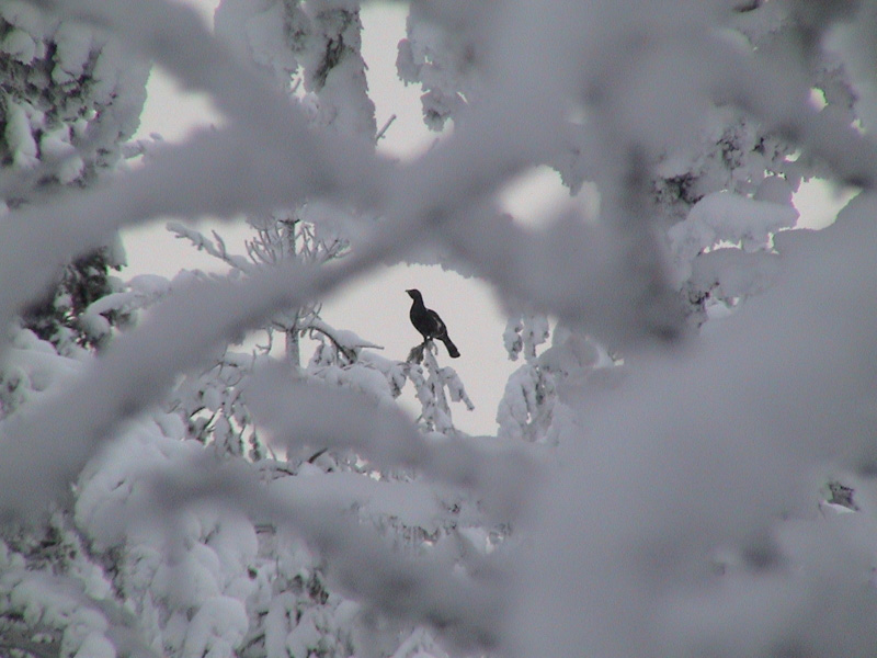 Svédország vadászat, fajdfélék