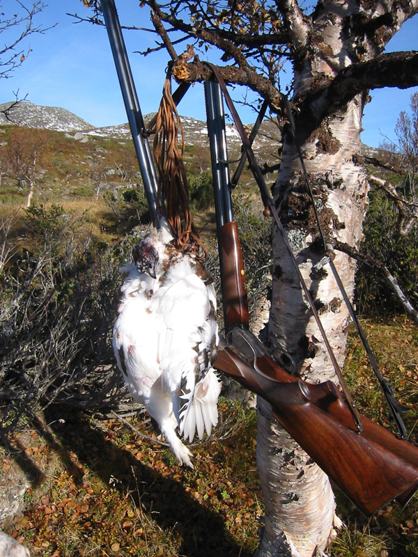 Svédország vadászat, fajdfélék