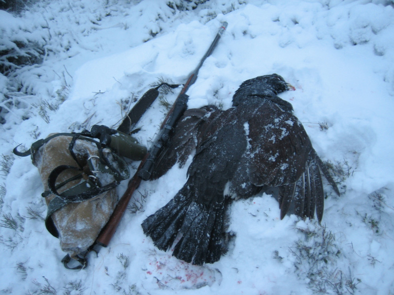 Svédország vadászat, fajdfélék