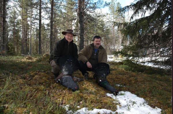Svédország vadászat, fajdfélék