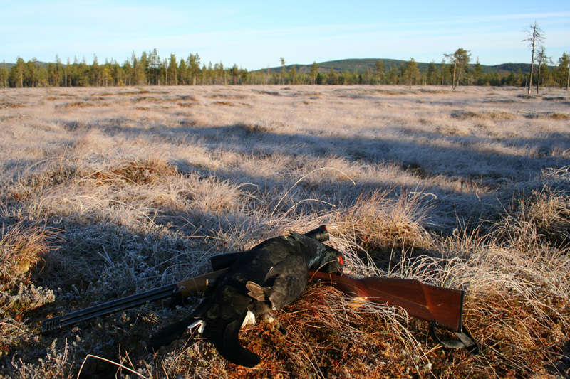 Svédország vadászat, fajdfélék