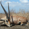 Tanzánia antilop vadászat, Maszályföld