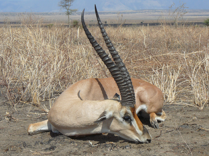 Tanzánia antilop vadászat, Maszályföld