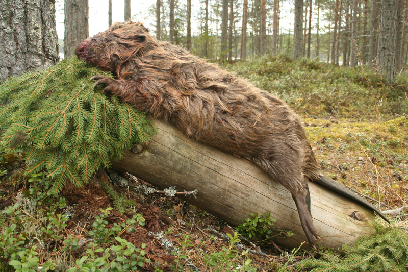 Hódvadászat Svédország